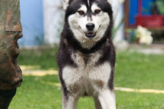 phoca_thumb_l_IMG_4017_resize