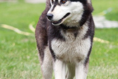 phoca_thumb_l_IMG_4020_resize