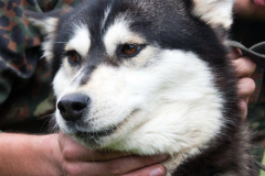 phoca_thumb_l_IMG_4028_resize