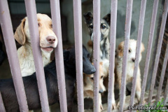 phoca_thumb_l_IMG_4030_resize