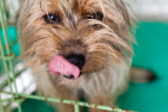 phoca_thumb_l_IMG_4081_resize