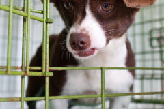 phoca_thumb_l_IMG_4090_resize