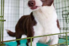 phoca_thumb_l_IMG_4091_resize