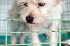 phoca_thumb_l_IMG_4100_resize