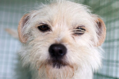 phoca_thumb_l_IMG_4111_resize