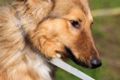 phoca_thumb_l_IMG_0293_resize