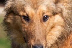 phoca_thumb_l_IMG_0301_resize