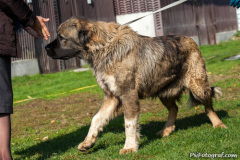 phoca_thumb_l_IMG_0362_resize