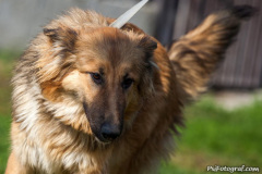 phoca_thumb_l_IMG_0380_resize