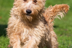 phoca_thumb_l_IMG_0434_resize