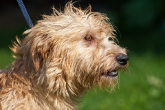 phoca_thumb_l_IMG_0455_resize