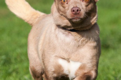 phoca_thumb_l_IMG_0467_resize