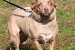 phoca_thumb_l_IMG_0483_resize