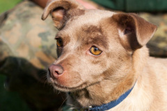 phoca_thumb_l_IMG_0489_resize