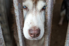 phoca_thumb_l_IMG_0504_resize