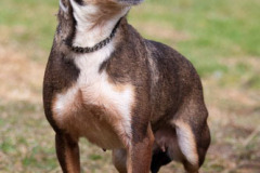 phoca_thumb_l_IMG_0610_resize