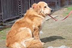 phoca_thumb_l_IMG_0643_resize