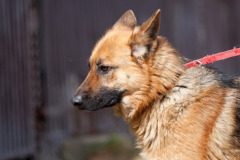 phoca_thumb_l_IMG_0671_resize