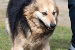 phoca_thumb_l_IMG_0686_resize