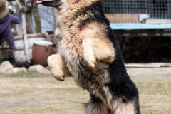 phoca_thumb_l_IMG_0690_resize