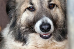 phoca_thumb_l_IMG_0717_resize