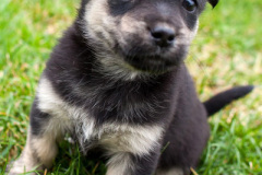 phoca_thumb_l_IMG_0088_resize