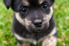 phoca_thumb_l_IMG_0090_resize