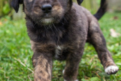 phoca_thumb_l_IMG_0097_resize