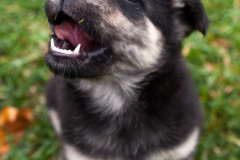 phoca_thumb_l_IMG_0120_resize
