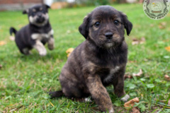 phoca_thumb_l_IMG_0126_resize
