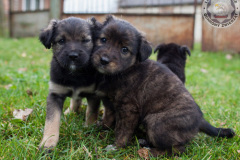 phoca_thumb_l_IMG_0131_resize