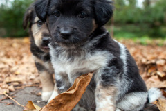 phoca_thumb_l_IMG_0150_resize