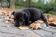 phoca_thumb_l_IMG_0173_resize