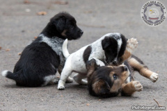 phoca_thumb_l_IMG_0207_resize