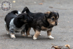 phoca_thumb_l_IMG_0222_resize