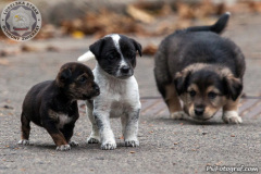 phoca_thumb_l_IMG_0236_resize