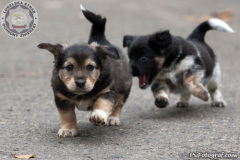 phoca_thumb_l_IMG_0241_resize