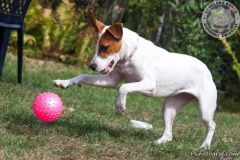 phoca_thumb_l_IMG_8755_resize