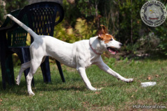phoca_thumb_l_IMG_8763_resize
