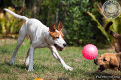 phoca_thumb_l_IMG_8768_resize
