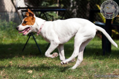 phoca_thumb_l_IMG_8784_resize