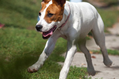 phoca_thumb_l_IMG_8803_resize