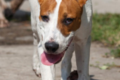phoca_thumb_l_IMG_8854_resize