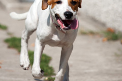 phoca_thumb_l_IMG_8861_resize