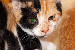 phoca_thumb_l_IMG_9726_resize