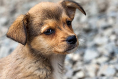 phoca_thumb_l_IMG_7790_resize