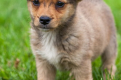 phoca_thumb_l_IMG_7810_resize