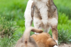 phoca_thumb_l_IMG_7818_resize