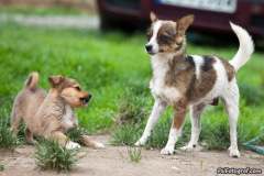 phoca_thumb_l_IMG_7820_resize