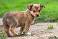 phoca_thumb_l_IMG_7850_resize